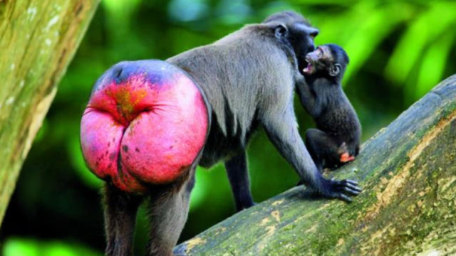 动物园猴子的屁股为何又红又肿?饲养员说出真相:管不了!