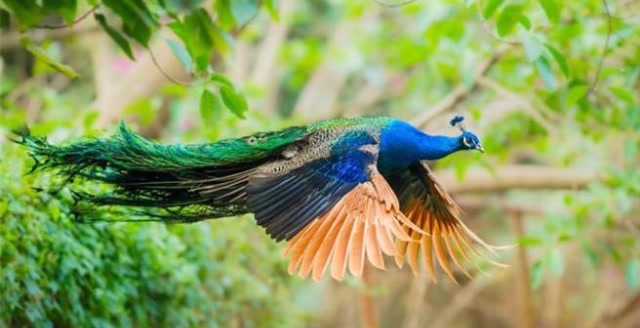 凤凰降生!慢镜头下细看孔雀的飞行姿态,尽显雍容华贵之美