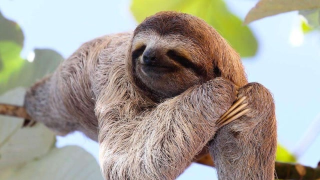 分分钟暴走!世界第一慢动作动物树懒,网友:能把你急哭!