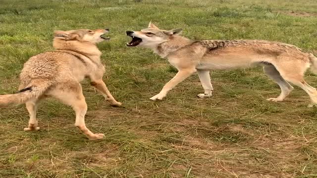 狼跟藏獒练摔跤,狼真狠,动不动就咬锁喉