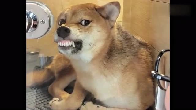 这只龇牙的柴犬,像不像你女朋友炸毛的时候?太吓人了