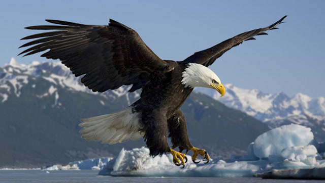世界上最大的鹰:张开翅膀有轻型飞机大小,凶狠到老虎都怕