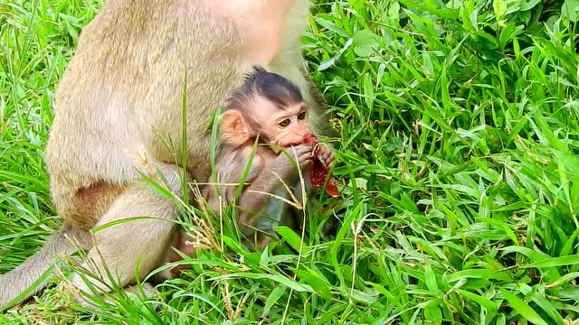 实拍:母猴在吃葡萄,小猴馋的仰着脸想吃点,猴妈连看都不看一眼