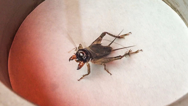 一条烂衣蟋蟀价值八九百元