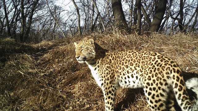 河南济源又见华北豹,至少6只半年出镜42次