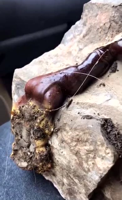 身体健康,很难见到这样的连石灵芝,驱散所有烦恼和忧愁