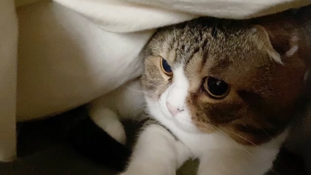 趣味萌宠:大眼萌在被窝睡觉