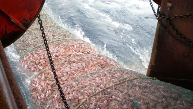 南极磷虾捕捞船,我国只有四艘,还不算专业,收一次网几吨磷虾!