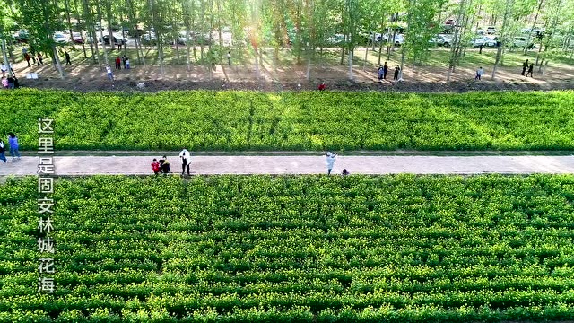 这里是固安林城花海