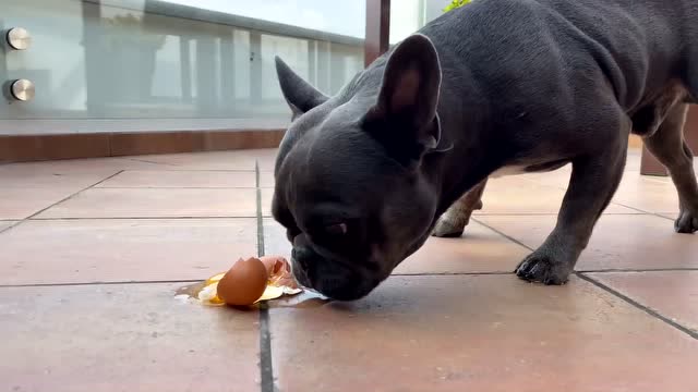 狗狗玩蛋蛋,下一秒不要笑出声