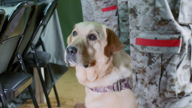 神犬小七:队长不相信搜救犬的能力,小七大展神威,队长心中信服