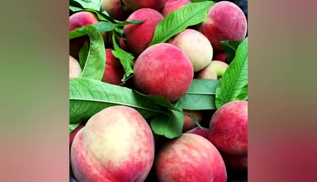 四川新鲜早熟毛桃,果园现采直发,清脆爽口