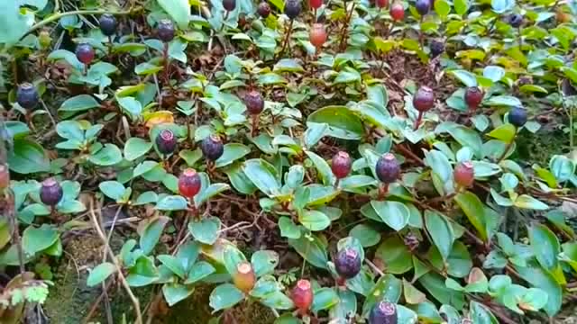 农村常见的野果子,好看又好吃,有知道这是什么野果子吗!