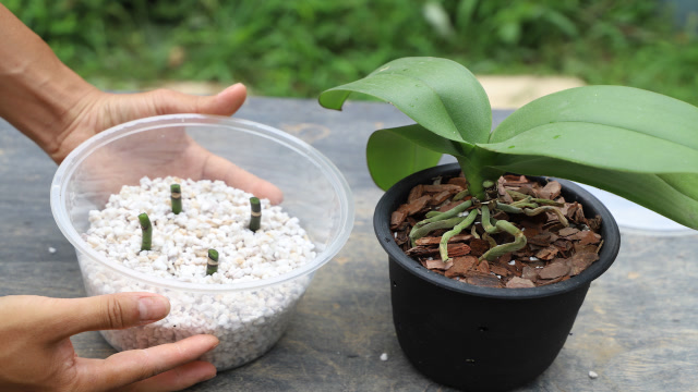 繁殖蝴蝶兰,每一个细节,都决定是否成功