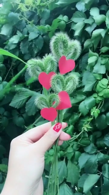 狗尾草做的小爱心