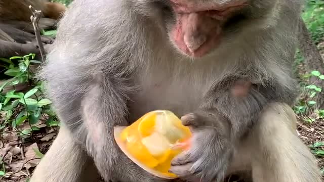 猴子吃果冻神操作,这智商真是没谁了,看完甘拜下风!
