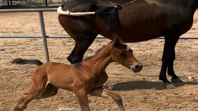 乡村的汗血小王子,第一次见世面,撒欢尥蹶子可劲疯!