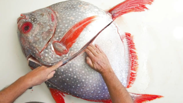 日本人为什么大力吹捧月亮鱼?把鱼切开的瞬间,觉得贵点也值