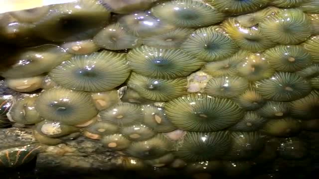 海西瓜竟然还有这种颜色,和原来的不一样,把小哥哥难为住了