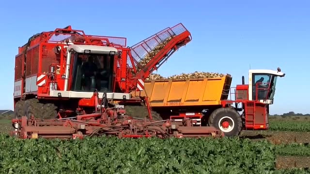 美国农场大型甜菜收割机,机械化程度确实高,真先进!