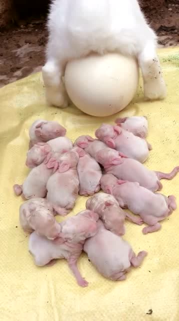 这兔子是什么情况,小兔子生出来了,怎么还生出来个蛋?