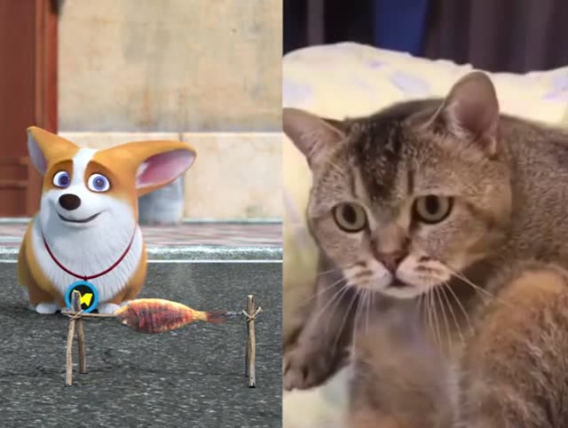 飞狗moco:柯基偷吃烤鱼,却被猫咪的眼神吓退,太好玩了