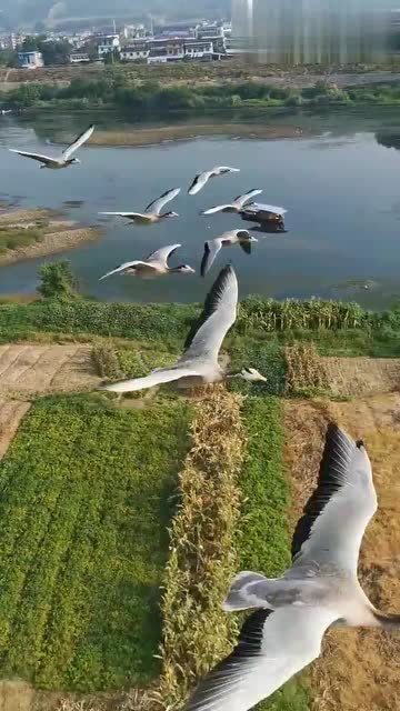 近距离看大雁向南飞标椎的队形不变团结一致