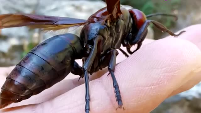 这只马蜂毒性有多强?大家怎么看?