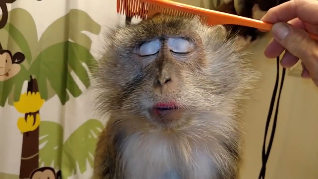 女子给自家猴子化妆,它竟然一脸享受,妆后堪称猴界小仙女