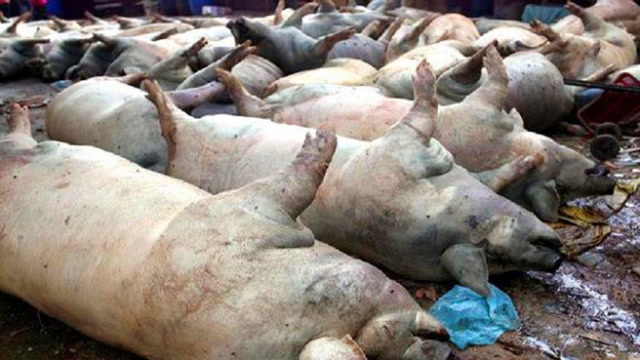 病死的猪是如何处理的,真会做成火腿肠?猪场老板道出内幕!