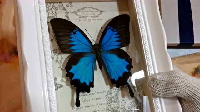 天堂凤蝶 真蝴蝶标本