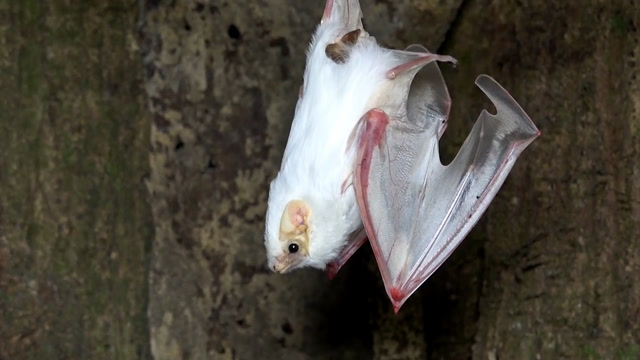女子养白蝙蝠做宠物浑身雪白翅膀透明网友真是活腻了