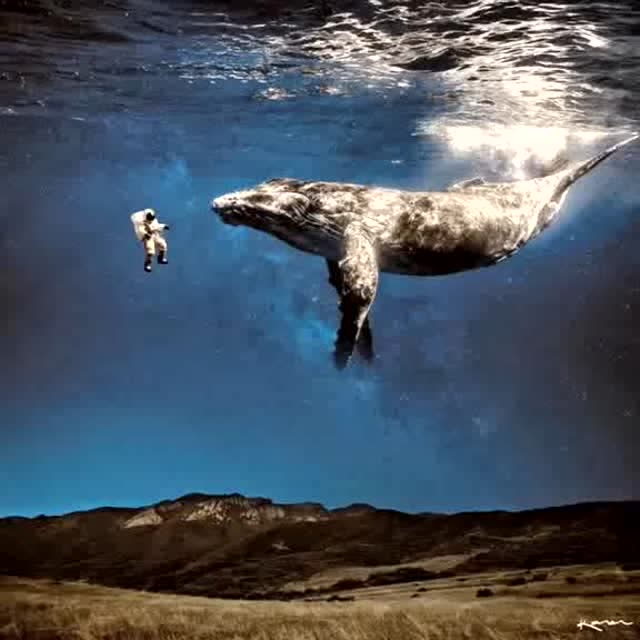 一只发出52赫兹频率的鲸鱼,和失联后在月球表面待了48分钟的宇航员