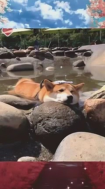 搞笑菠萝蜜,看看日本的柯基怎么比咱得悠闲呢