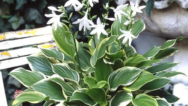 开花如玉簪,不开花也很好看,光照不好的阳台,养它最合适