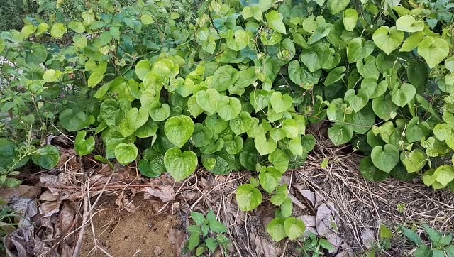 农村小伙家种的野生山药已经长出嫩叶了,大家赶紧来围观,漂亮!