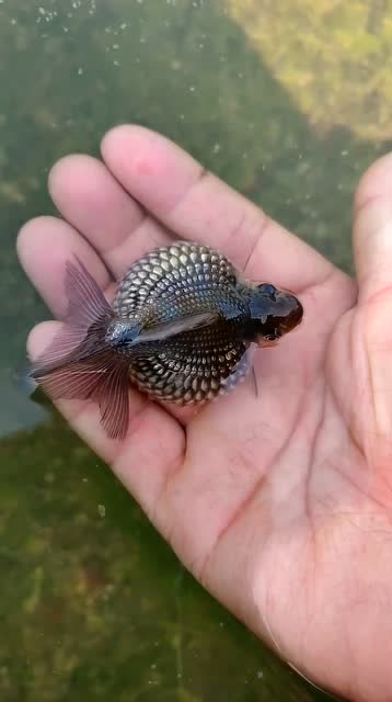 第一次见珍珠鱼,肚子鼓鼓的好可爱