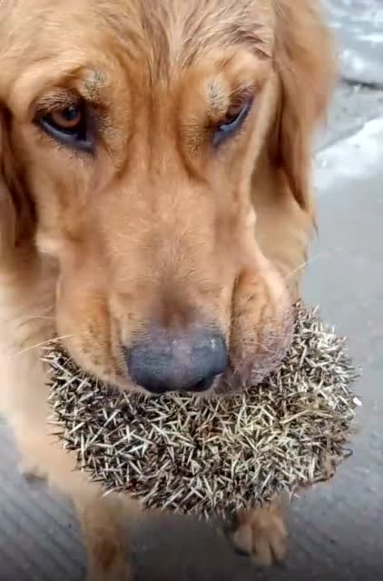 人家都说狗咬刺猬无从下口,这只狗狗就不一样了,咬着刺猬不舍不得松口