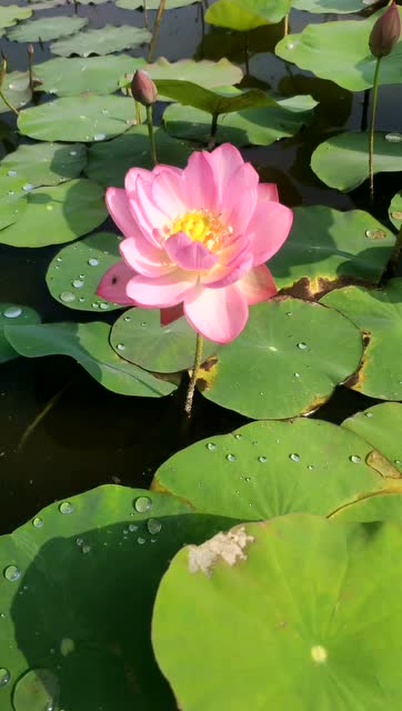 今日份吃瓜#碗莲新云锦