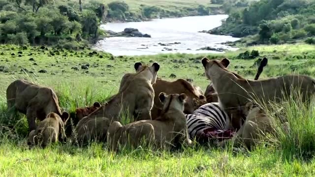 非洲大猫:狮群捕猎