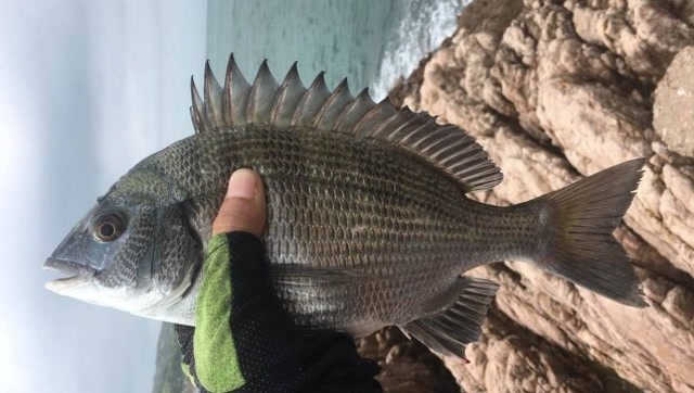 钓鱼人用生蚝钓40厘米大黑鲷,没想到鱼也好这口