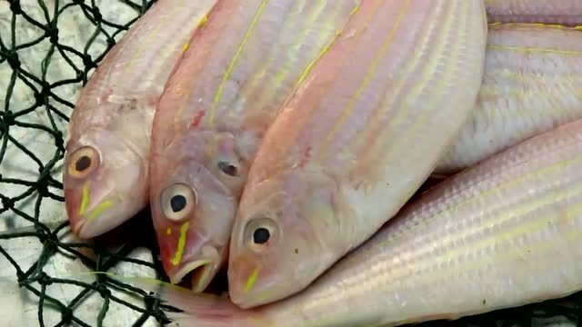 老广的味道:刀鲤,不同于红杉鱼,鱼身有一条金线,鱼肉嫩且滑