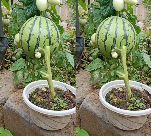 竟然在花盆里种西瓜!看到这一幕我笑了
