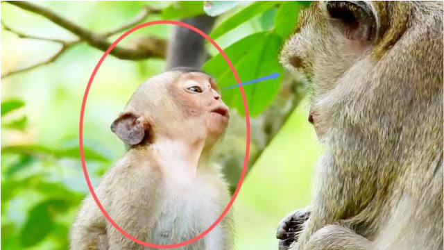 小猴向母猴"诉说",它是如何勇敢地爬到这里,特别惊险!