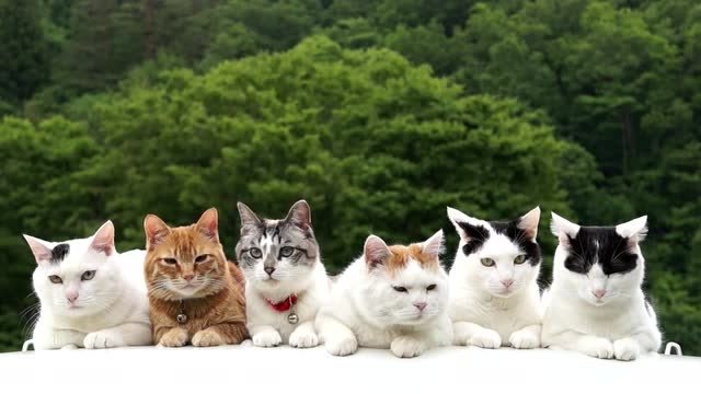 铲屎官给猫咪们拍全家福,没想到猫咪这么配合