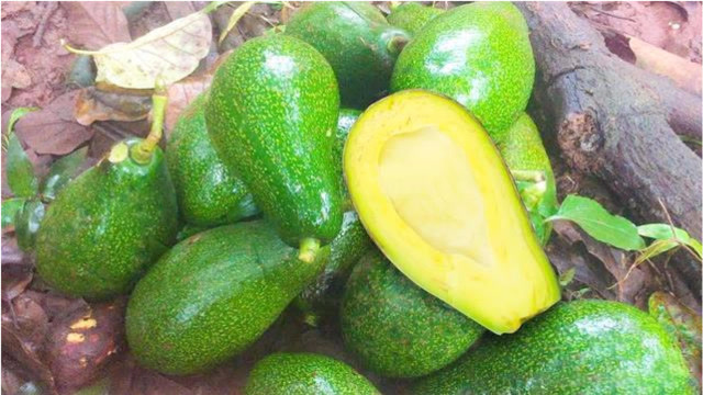 越南小哥的牛油果另类吃法,直接去果园现摘现做!新鲜