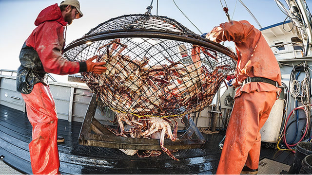 令人惊叹的大帝王蟹海上捕捞,在现代船上捕捞加工帝王蟹,展现科技的
