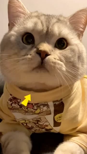 你见过猫咪吞口水嘛