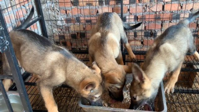 "军犬之王"昆明犬,两个月的幼犬食量惊人,一次吃掉这么多!