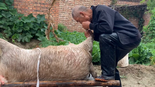 实拍:农村杀羊全过程,老师傅吹气蜕毛一气呵成,这手法你见过吗